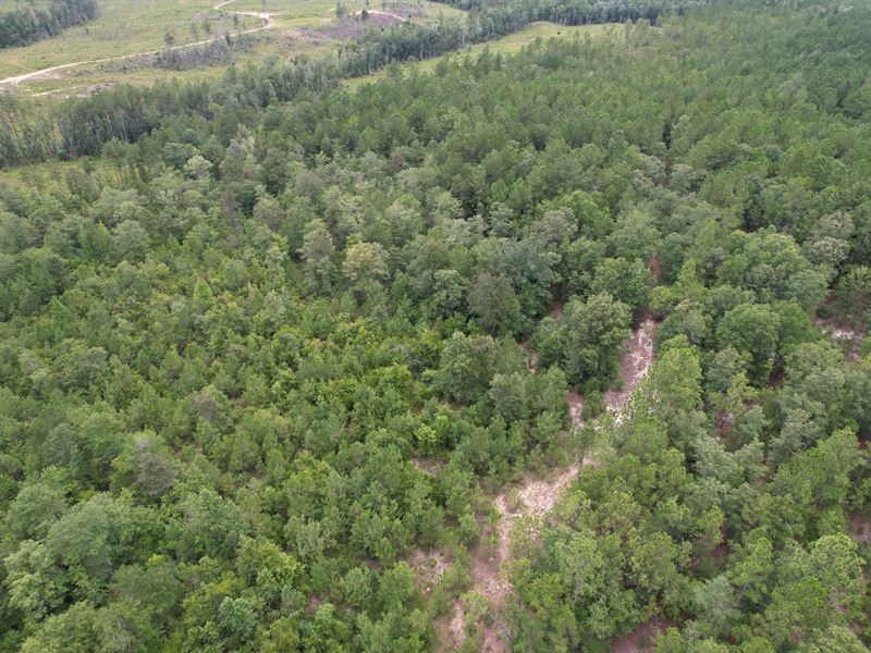 Barlow Rd 50 Acres : Millry : Washington County : Alabama