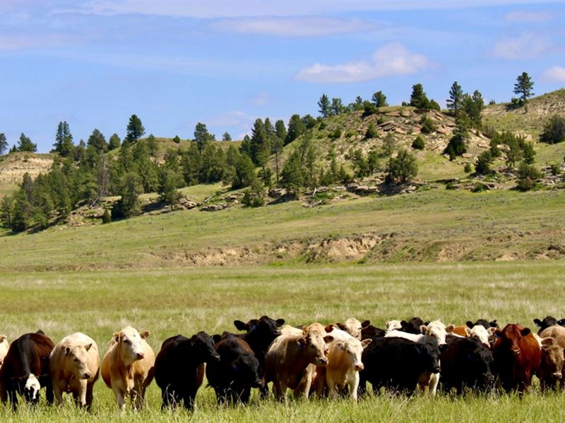 Holmes Ranch : Decker : Big Horn County : Montana