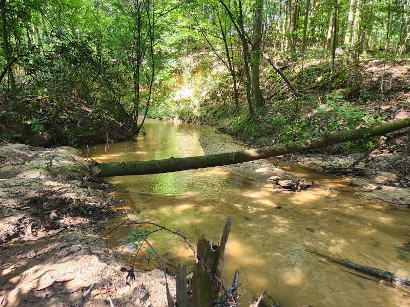 Shaw Road Forest : Fort Gaines : Clay County : Georgia