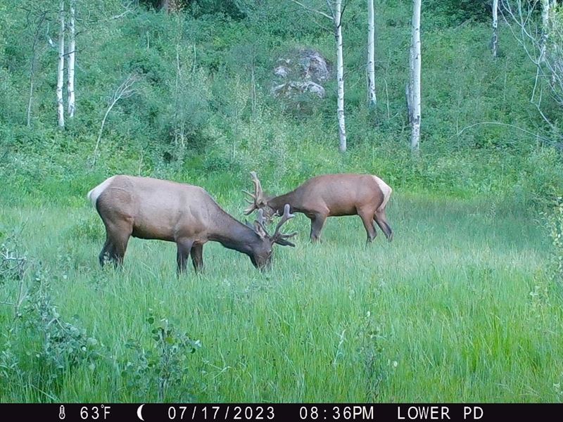 Cow Creek Ranch : Rifle : Garfield County : Colorado