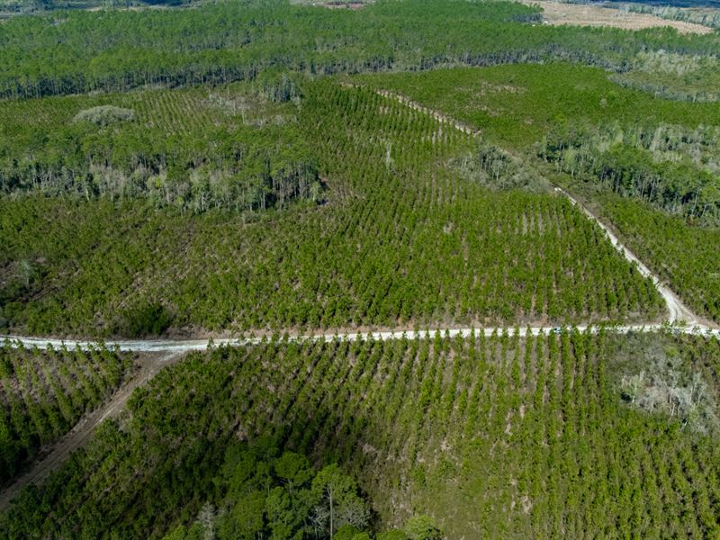 569 Ac Timber Investment North FL : Hosford : Liberty County : Florida