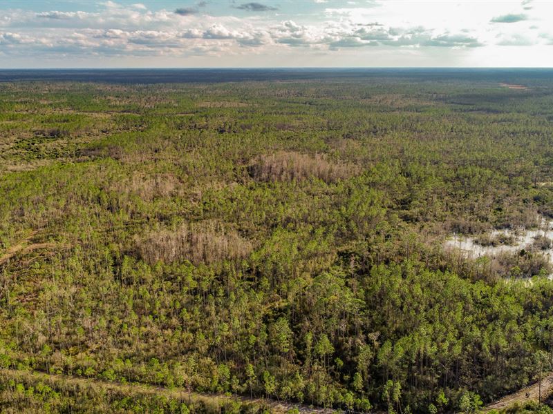 115 Ac Timber Hunting Taylor Co FL : Perry : Taylor County : Florida