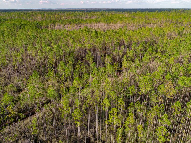 77.5 Ac Timber & Hunting Taylor Co : Perry : Taylor County : Florida