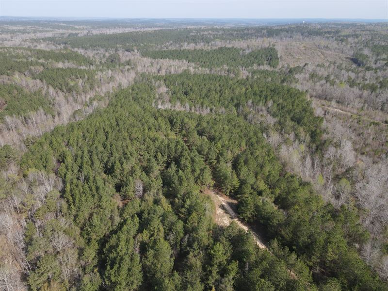 120 Acres in Wilcox County : Oak Hill : Wilcox County : Alabama