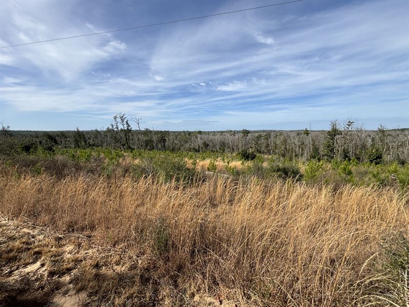 18.3 Ac Homesite Lot Jackson Co FL : Alford : Jackson County : Florida