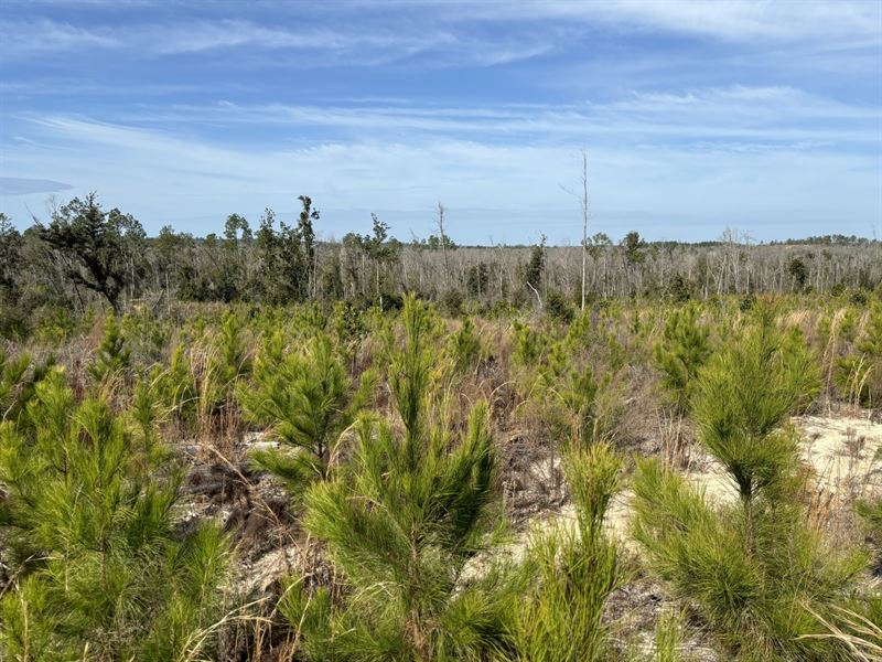 11.2 Ac Homesite Lot Jackson Co : Alford : Jackson County : Florida