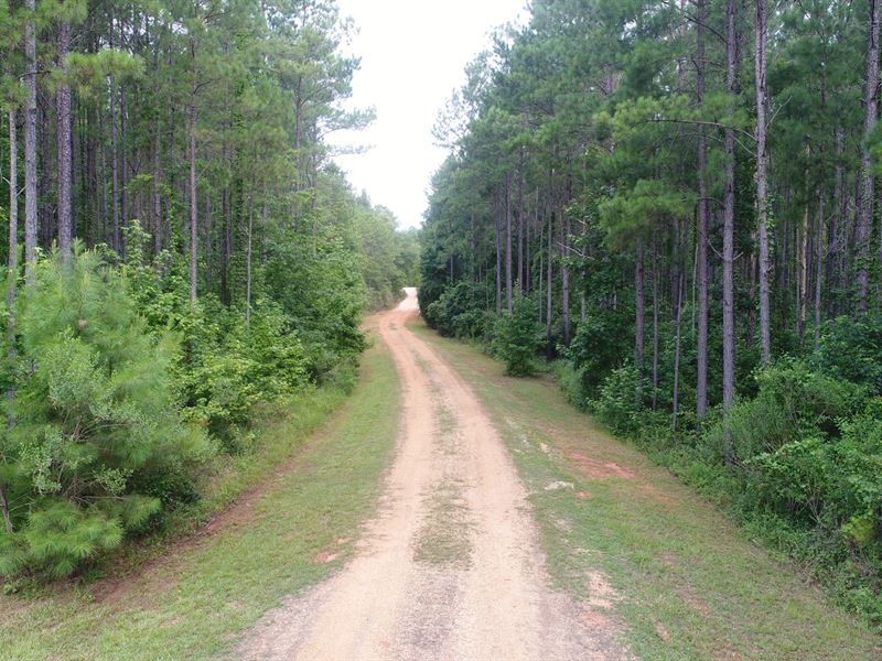 700 Acres Butler Co : Greenville : Butler County : Alabama