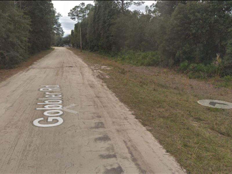 115 Gobbler Rd Lot on a Gravel Road : Interlachen : Philippines