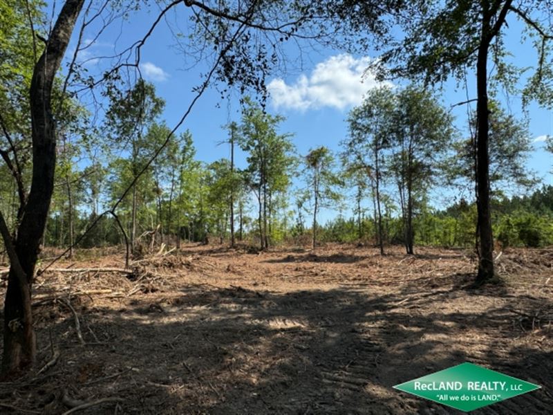 7.4 Ac, Wooded Tract for Home : Marion : Union Parish : Louisiana