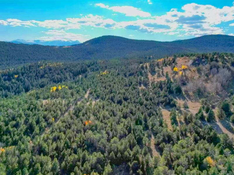 Mountain Views Surrounded by Forest : Black Hawk : Gilpin County : Colorado