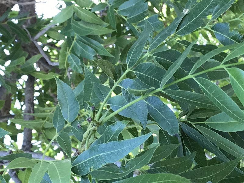 Pecan Orchard, Home, Farmland : Hobbs : Lea County : New Mexico