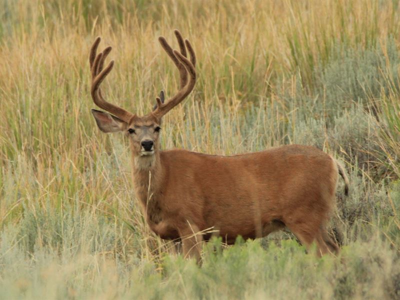 Ironwood Ranch : Craig : Moffat County : Colorado