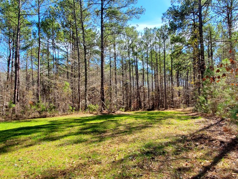 Timber & Hunting Land in Speed, AL : Speed : Coosa County : Alabama