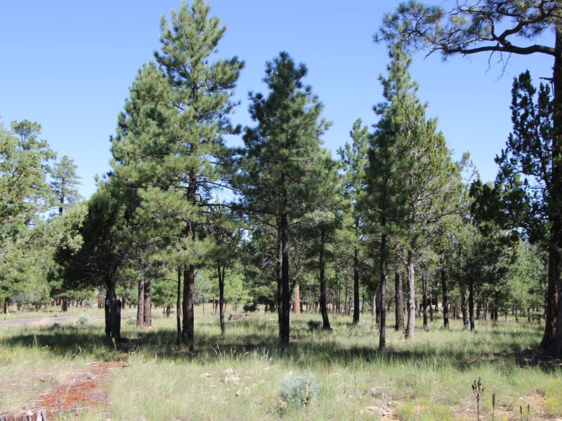 Arizona Tall Pines : Happy Jack : Coconino County : Arizona