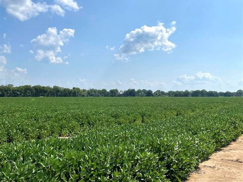 600 Acres in Sharkey County in Roll : Rolling Fork : Sharkey County : Mississippi