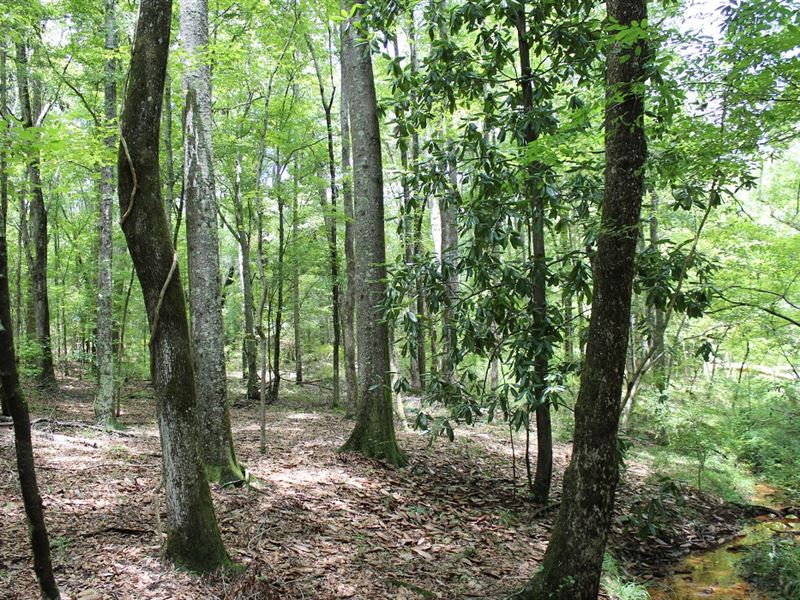 Homesites, Mature Hardwood, Pond : Troy : Pike County : Alabama