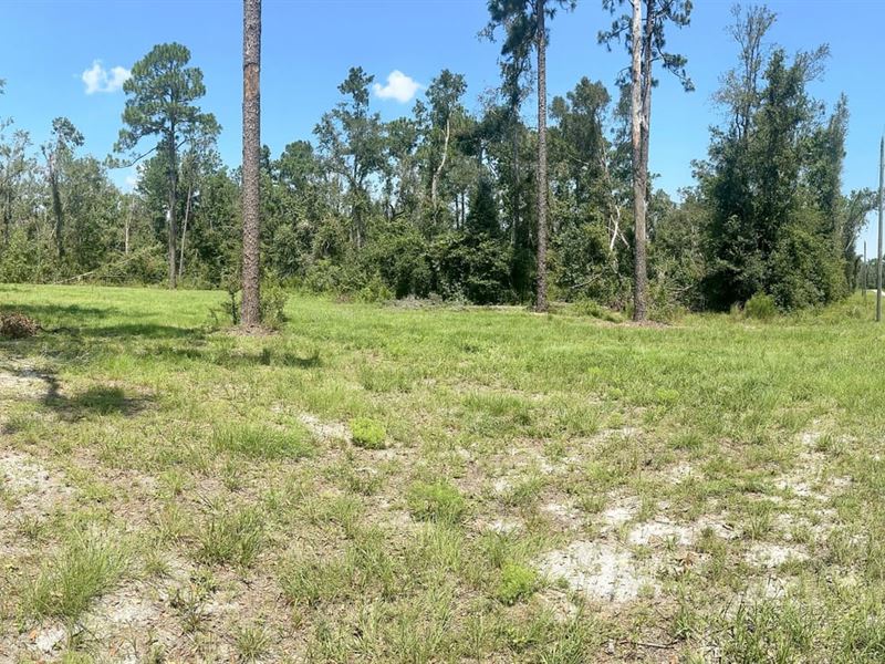 Half Acre Near The Suwannee : Live Oak : Suwannee County : Florida