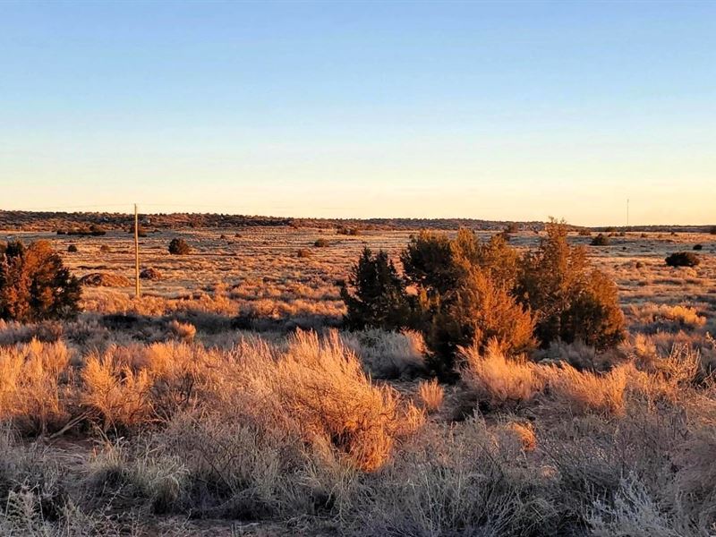 Pinyon Junipers & Cacti, $130/Mo : Sanders : Apache County : Arizona