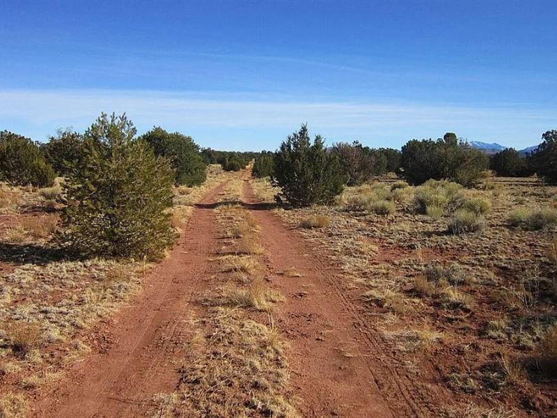 Tree-Lined Treasure, $275-$450/Mo : Williams : Coconino County : Arizona