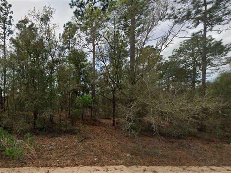 Wooded Near Power & Lakes : Interlachen : Putnam County : Florida