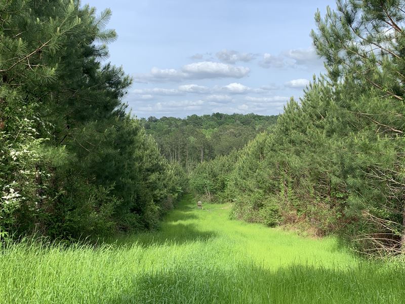 Macedonia Road : Centreville : Wilkinson County : Mississippi