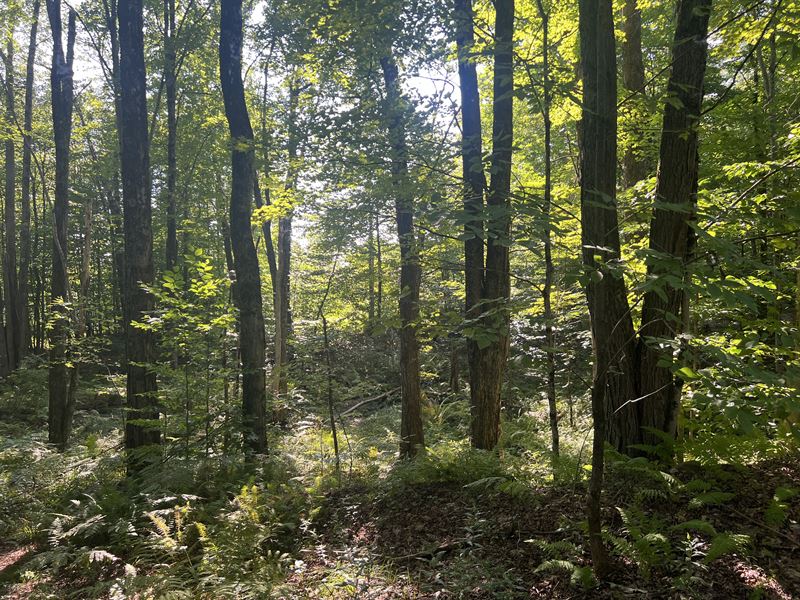 Beautiful Hardwood Forest : Amboy : Oswego County : New York