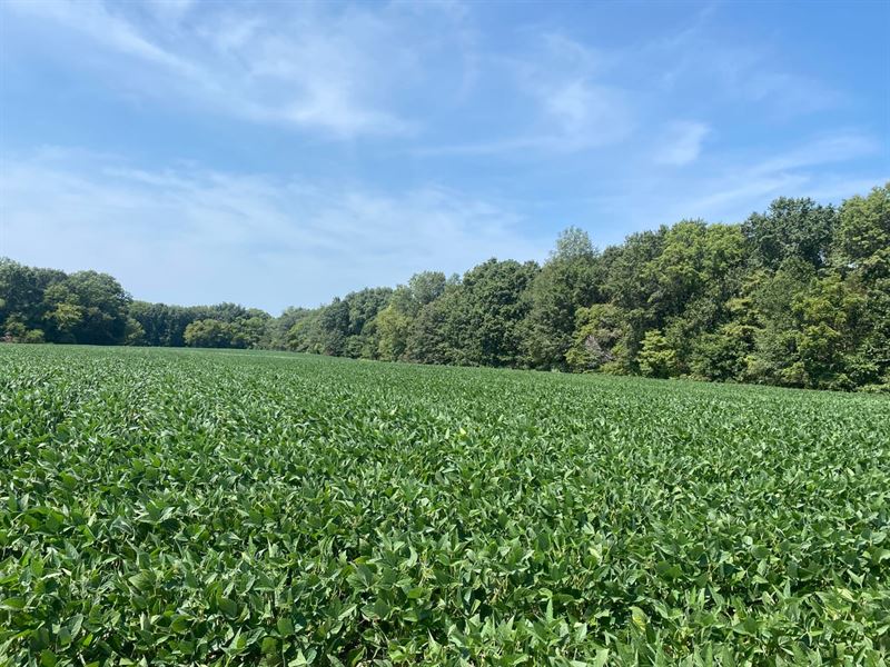 40 Acres in Cowden, Illinois : Cowden : Fayette County : Illinois