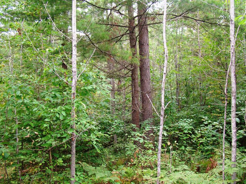 2.1 Acres by Castle Rock Lake : Necedah : Juneau County : Wisconsin