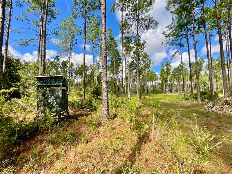 Cypress Head Plantation : Bell : Gilchrist County : Florida