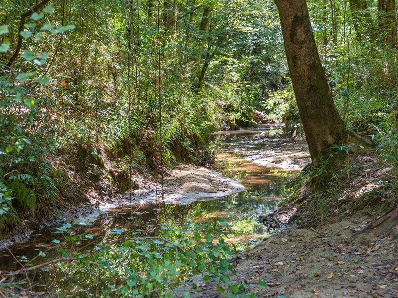 Prime Hunting, Timber, Diversity : Union Springs : Bullock County : Alabama