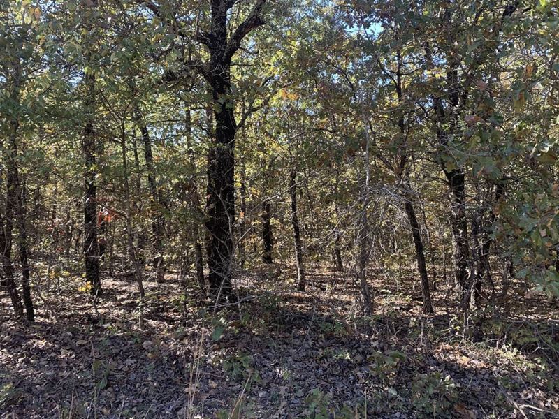 Untouched 38 Acres with Ponds in OK : Ravenden : Lawrence County : Arkansas