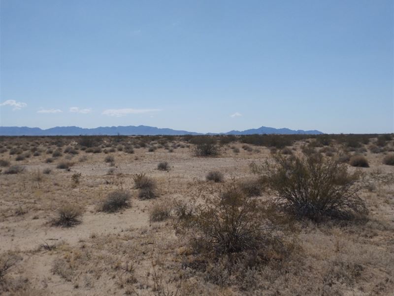 Untouched 1 Acre Desert Oasis : Dateland : Yuma County : Arizona