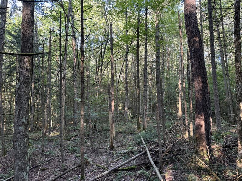 Southern Adirondack Cabin Site : Stratford : Fulton County : New York