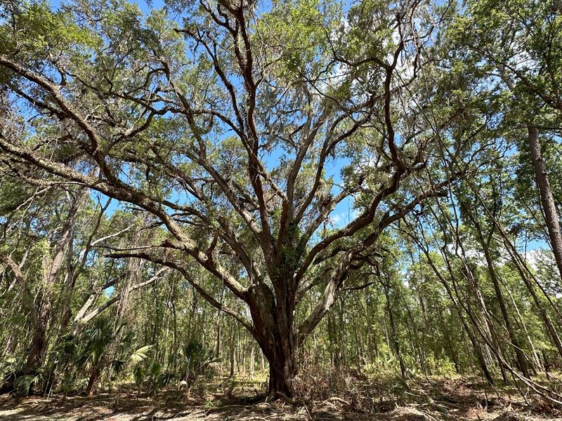 125 Ac, Micanopy, FL : Micanopy : Marion County : Florida