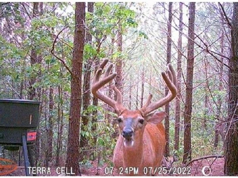 45 Acre Deer & Turkey Tract : Linden : Perry County : Tennessee