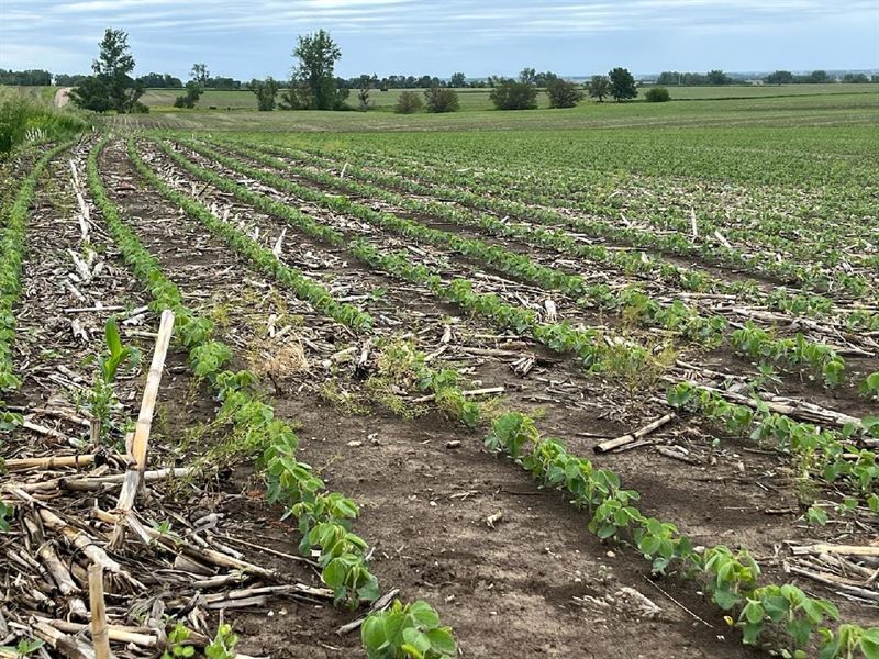 Clay County Farm : Irene : Clay County : South Dakota