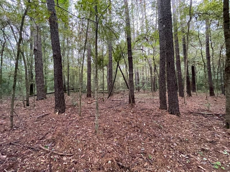 15.3 Acres in Hinds County, MS : Jackson : Hinds County : Mississippi