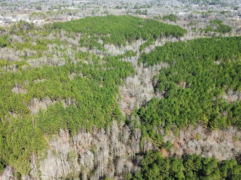 Haleyville Timber Investment : Haleyville : Winston County : Alabama