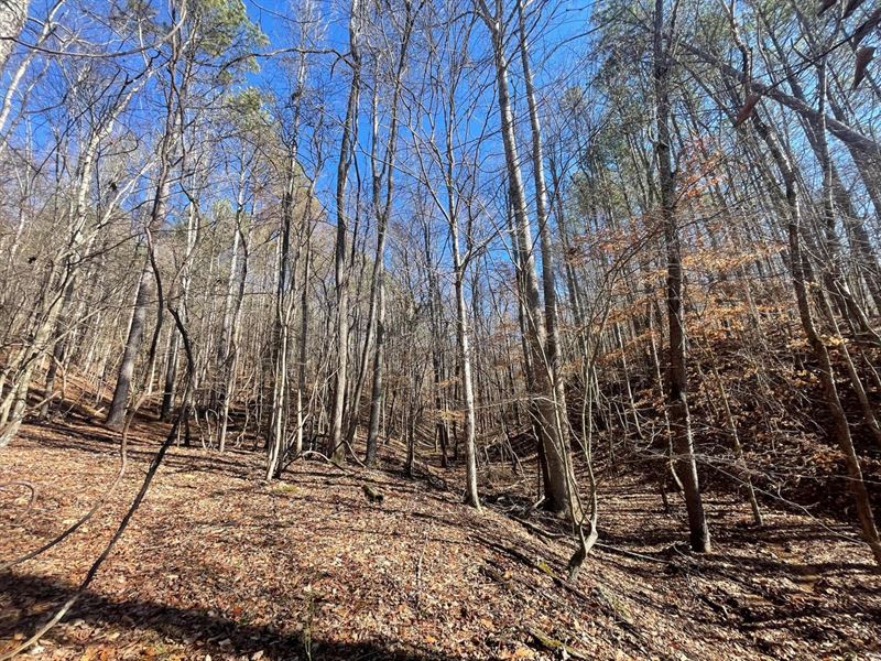 25 Acres in Wayne, Co. TN : Lutts : Wayne County : Tennessee