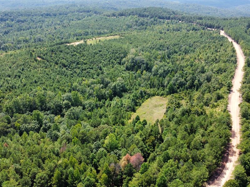 26 Acres in Tuscaloosa County : Moores Bridge : Tuscaloosa County : Alabama