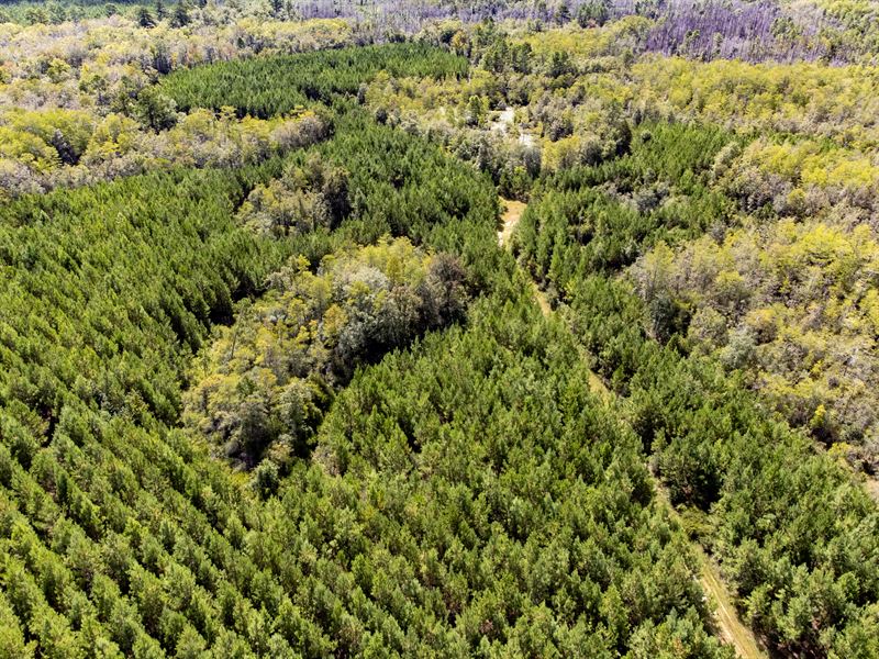 248 Ac Prime Timber Investment : Bonifay : Holmes County : Florida