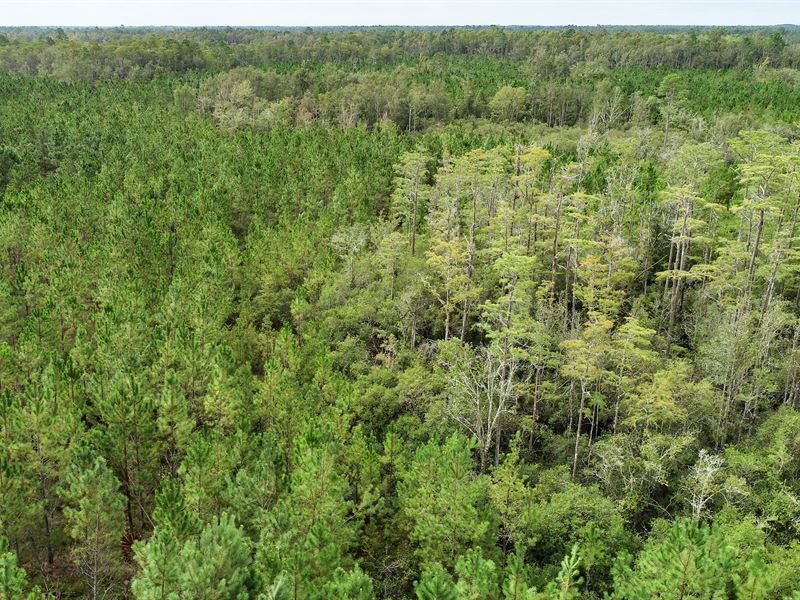 250 Ac Timber and Hunting with Cree : Greenville : Madison County : Florida