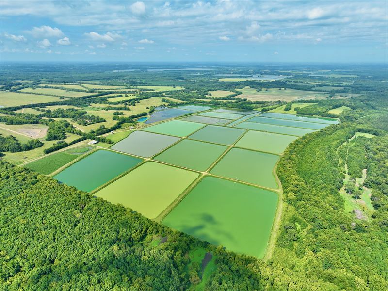 281 Acre Diversified Catfish Farm : Newbern : Hale County : Alabama