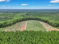 Georgia Olive Farmland and Business : Glennville : Tattnall County : Georgia