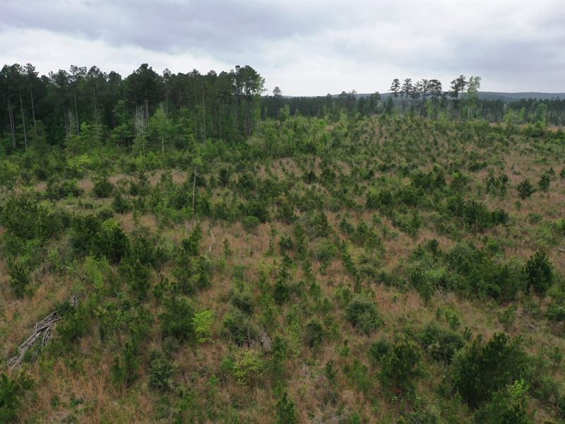 Denning Pines Tract 1 : Denning : San Augustine County : Texas