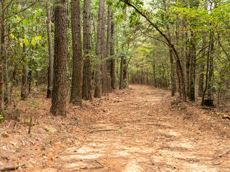 Highway 71 Timber : Waldron : Scott County : Arkansas