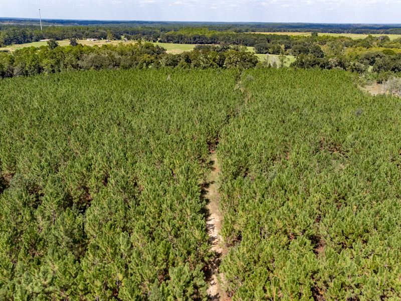 122 Ac Timber & Recreational Invest : Bonifay : Holmes County : Florida