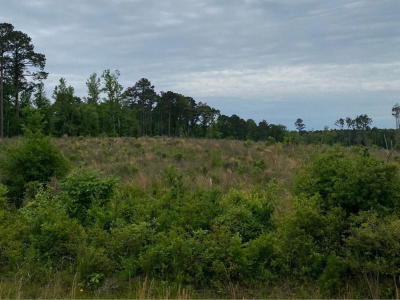 Powell Plantation Tract 3 : Deberry : Panola County : Texas