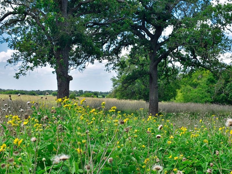 4.70 Acres in Caldwell County : Luling : Caldwell County : Texas