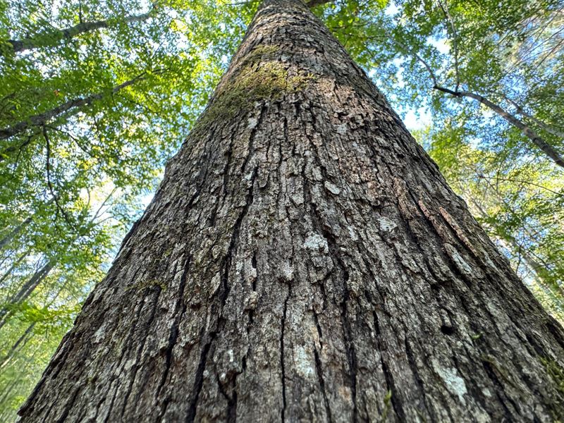 106 Acre Pine Plantation, Talla : Jacksons Gap : Tallapoosa County : Alabama